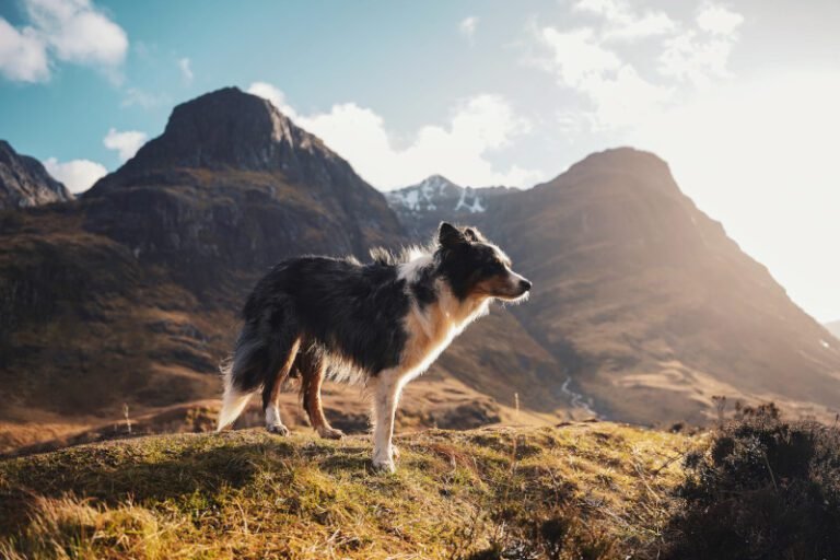 Alimento Orijen para Perros