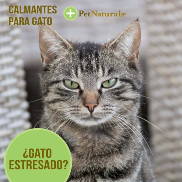 Calmantes para Gatos - Image 2