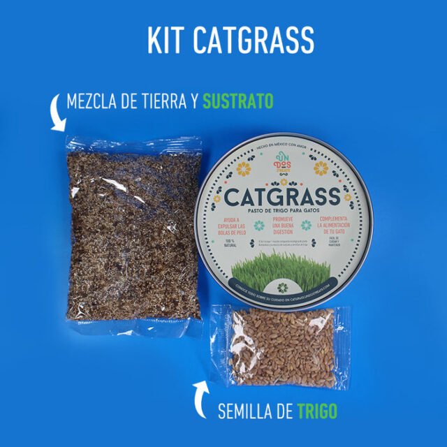 Catgrass de Trigo, Pasto para Gato - Image 2