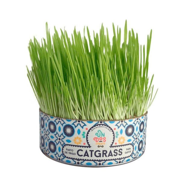 catgrass 1800x1800 c62e91e6 5eb1 4049 a113